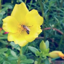 Close-up of bee pollinating flower