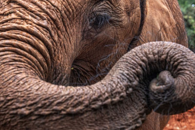 Close-up of elephant