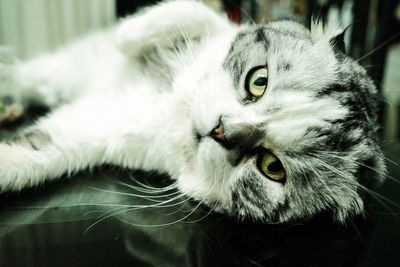 Close-up portrait of a cat