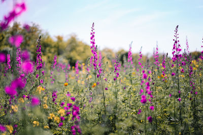 Close-up of pink and magenta flowering plants on field against sky during summer