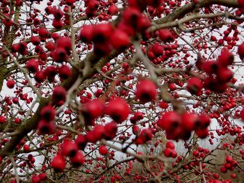 Full frame shot of red berries