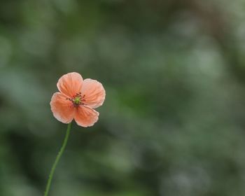Close-up of orange flowering plant