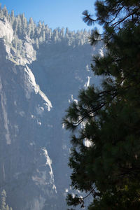 Low angle view of pine trees against sky