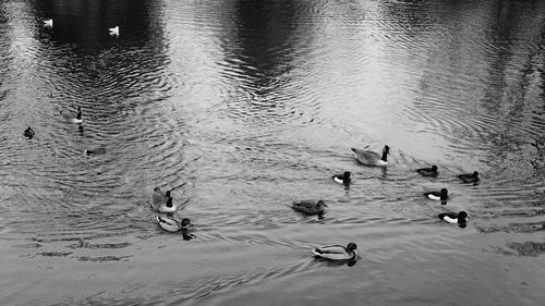 High angle view of ducks swimming in lake