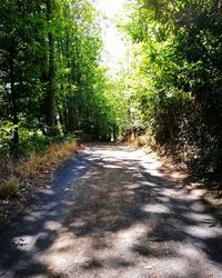 Road amidst trees in forest