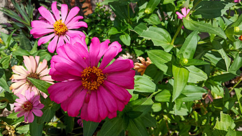 Close-up of pink flowering plants