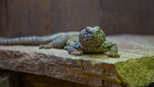 Close-up of lizard on wood in zoo