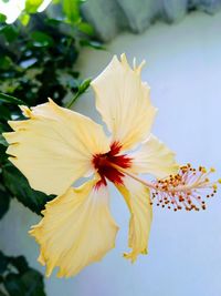 Close-up of yellow hibiscus blooming outdoors