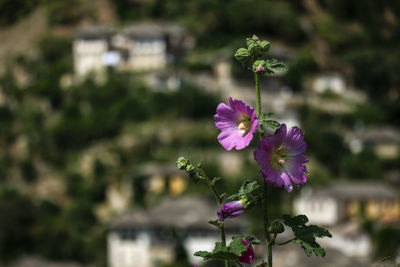 Close-up of purple flowering plant