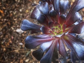 Close-up of flower