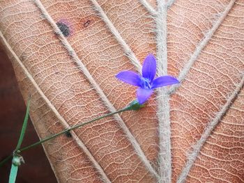 Close-up of flower plant