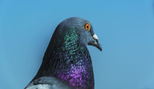 Close-up of bird against blue sky