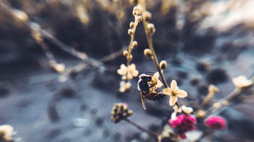 Close-up of flowering plant against blurred background