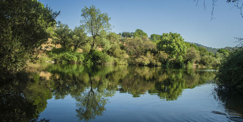 Reflection of trees in calm lake