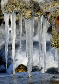 Close-up of icicles hanging from rock