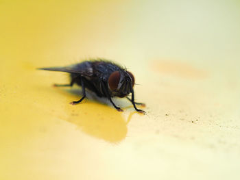 Close-up of housefly