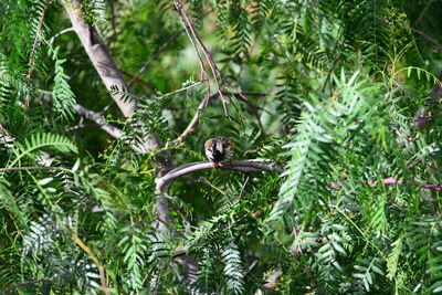 Bird perching on tree