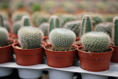 Close-up of succulent plants