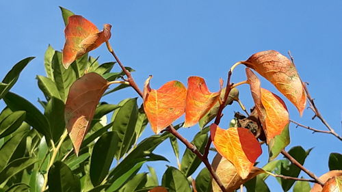 Low angle view of orange leaf against blue sky