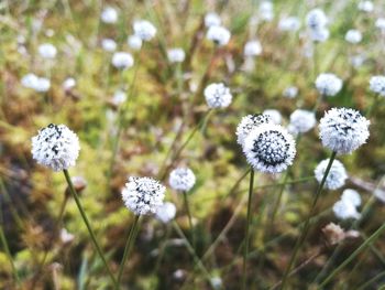 Close-up of flowers