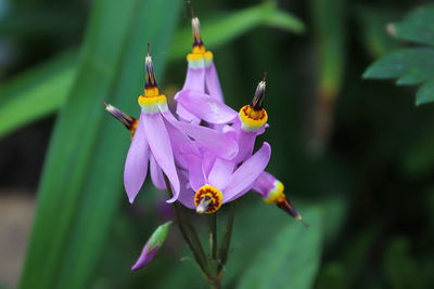 Macro view of the flowers on a shooting star plant