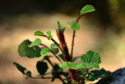 Close-up of flower buds