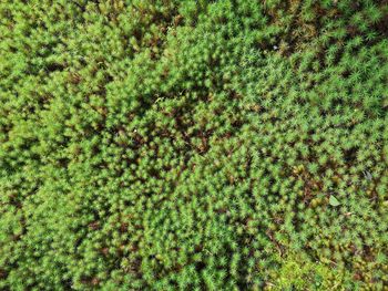 Full frame shot of plants growing on field