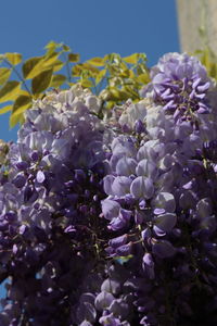 Close-up of purple flowering plants