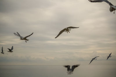 Seagulls flying over sea against sky