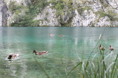 Swans swimming in lake