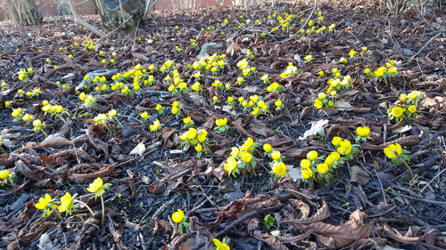 Yellow flowers growing in field
