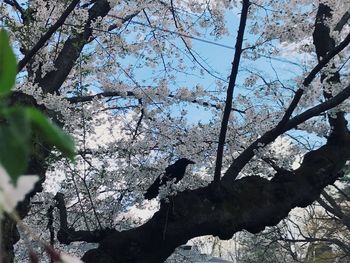 Low angle view of bird perching on tree against sky