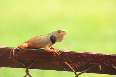 Close-up of sparrow perching on leaf