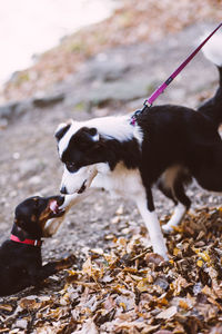 Close-up of a dog