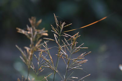 Close-up of plant on field