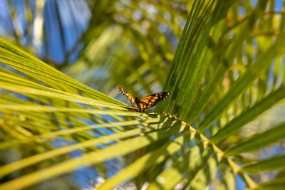 Close-up of butterfly on leaf