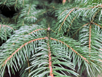 Close-up of palm tree leaves