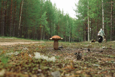 Surface level of mushroom on field