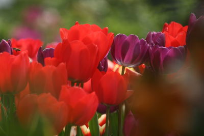 Close-up of red tulips in park