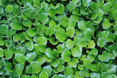 Full frame shot of green leaves