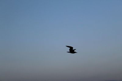 Silhouette bird flying against clear sky