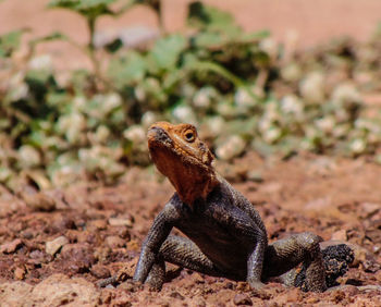 Close-up of lizard on rock