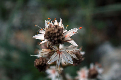 Close-up of wilted flowering plant