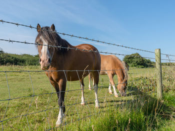 Horses in ranch against sky on sunny day