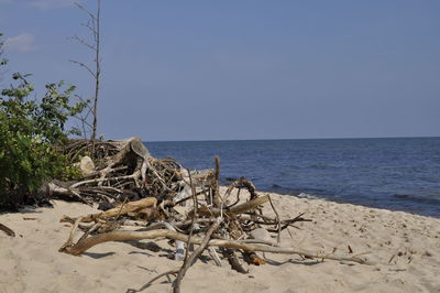 Driftwood on beach by sea against clear sky