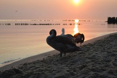View of birds on beach