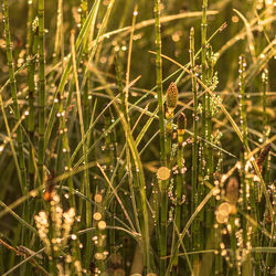 Close-up of wet grass growing on field