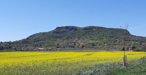 Yellow flowers growing on field against clear sky