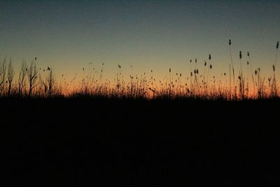 Silhouette of tree during sunset