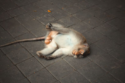 High angle view of a dog on footpath